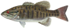 Smallmouth Bass