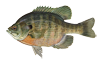 Bluegill